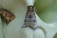 Tethea ocularis