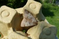 Minucia lunaris