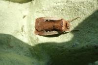 Ochropleura plecta