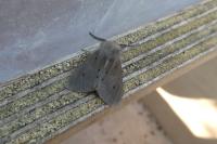 Diaphora mendica