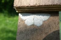 Idaea subsericeata