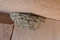 Peribatodes rhomboidaria