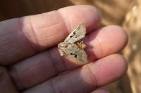 Orthosia gothica