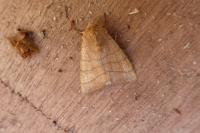 Charanyca trigrammica