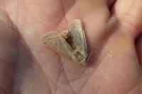 Orthosia cerasi
