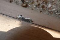Egira conspicillaris