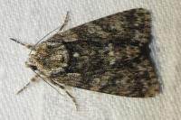 Acronicta rumicis