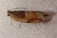 Ancylis mitterbacheriana