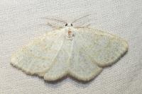 Cabera exanthemata
