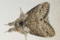Calliteara pudibunda