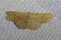 Cyclophora punctaria