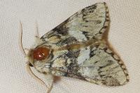 Drymonia dodonaea