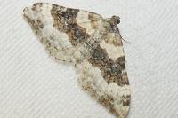 Epirrhoe galiata