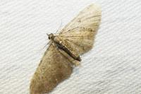 Eupithecia