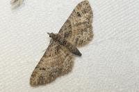 Gymnoscelis rufifasciata