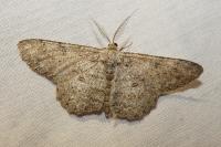 Hypomecis punctinalis