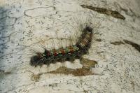 Lithosia quadra
