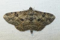 Peribatodes rhomboidaria