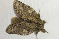 Peridea anceps