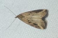 Schrankia costaestrigalis