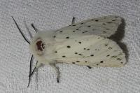 Spilosoma lubricipeda