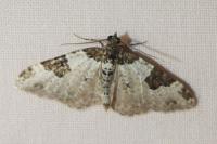 Xanthorhoe fluctuata