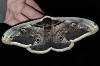 Saturnia pyri