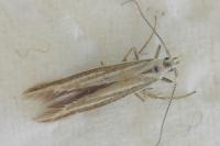 Coleophora albicosta