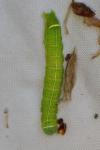 Orthosia cerasi