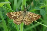 Ematurga atomaria