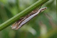 Crambus pascuella