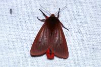 Phragmatobia fuliginosa