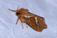 Korscheltellus lupulinus