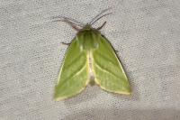 Pseudoips prasinanus