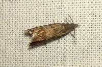 Dichrorampha acuminatana