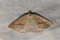 Petrophora chlorosata