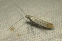 Aspilapteryx tringipennella