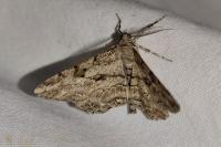 Peribatodes rhomboidaria