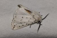 Spilosoma lubricipeda