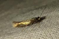 Bucculatrix nigricomella