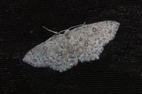 Cyclophora pendularia