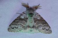 Calliteara pudibunda