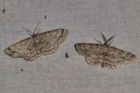 Hypomecis punctinalis