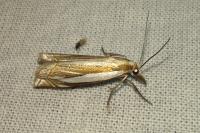 Crambus pascuella