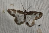 Lomaspilis marginata