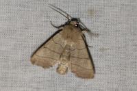 Charanyca trigrammica