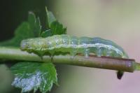 Cosmia trapezina