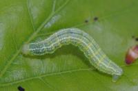 Operophtera brumata