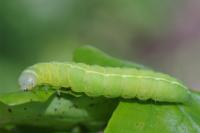 Dryobotodes eremita