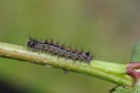 Lymantria dispar